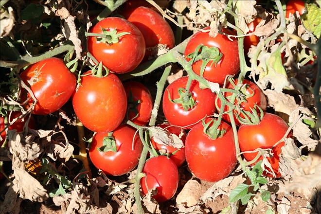 Halka açık domates tarlası vatandaşları bekliyor